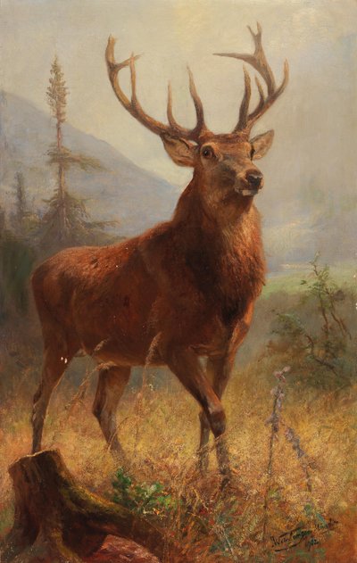 Cerf trophée dans un paysage ouvert - Anton Weinberger